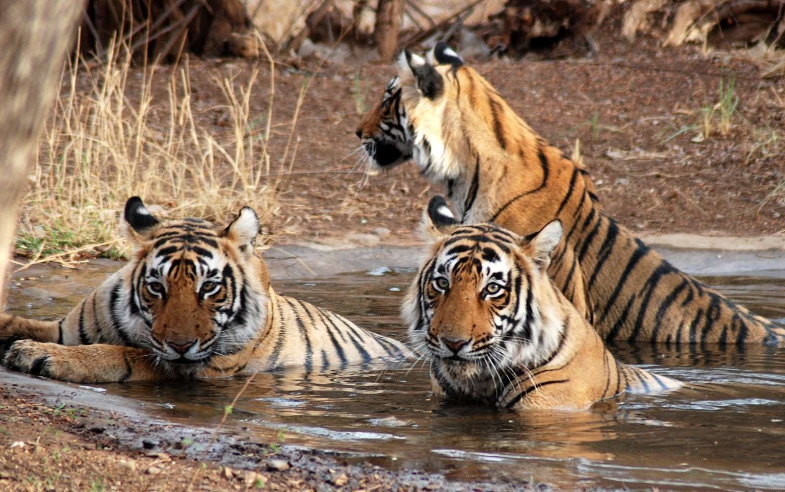 Durga Devi Zone Jim Corbett